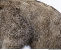 animal skin fur cat 0002